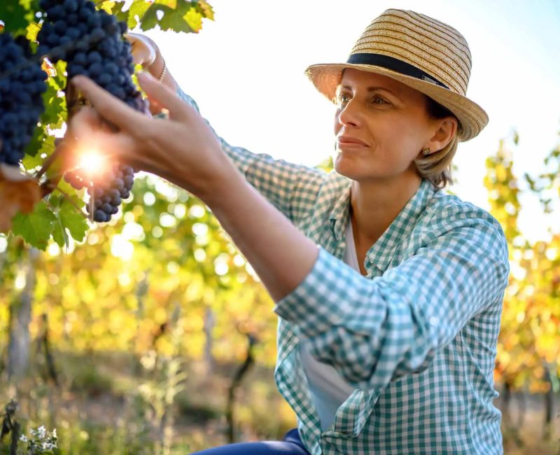 Smiling vintner examining grapes in vineyard